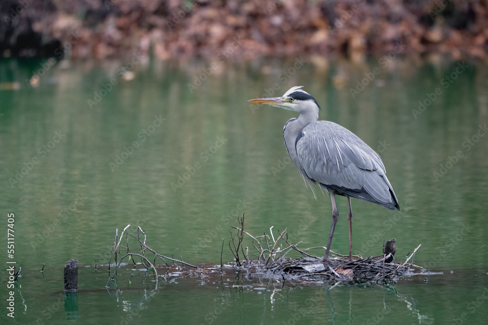Naklejka premium Grey Heron - Ardea cinerea, large common gray heron in Sweden.