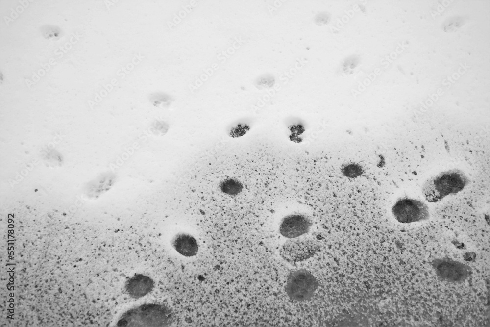 Background with paw prints in wet white first snow Background with paw prints in wet white first snow
