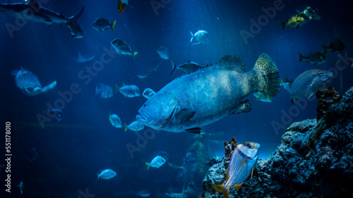 grouper in the sea