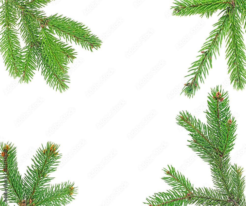 Christmas tree branches isolated on a white background. Christmas frame.