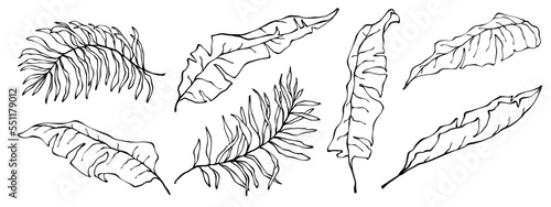 The collection of linear sketches of tropical leaves.
Vector graphics.