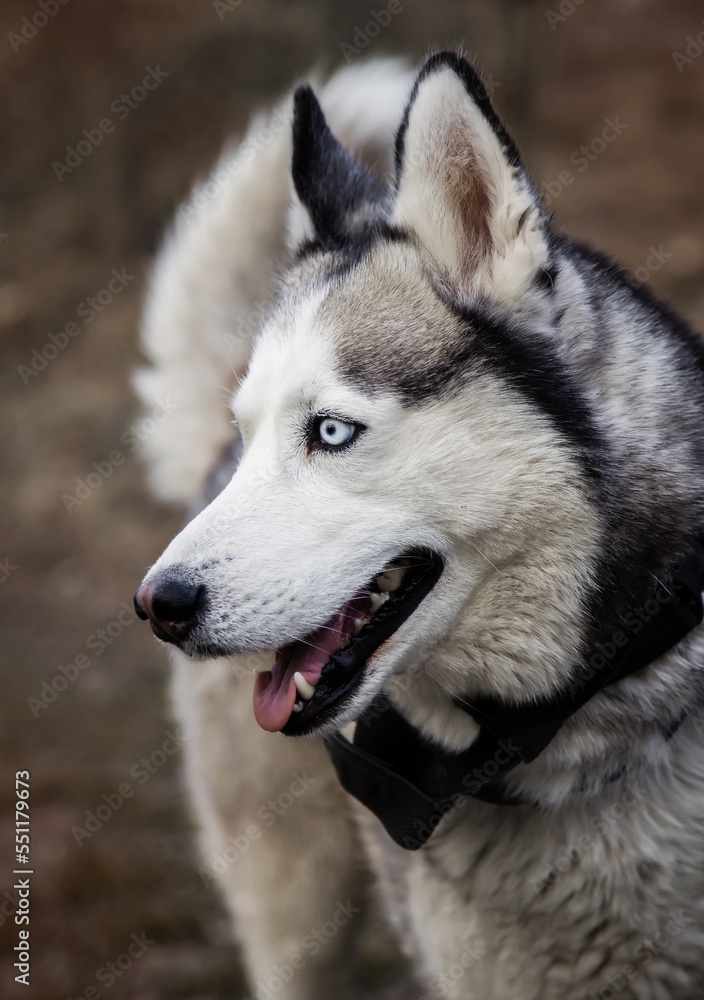 Young Siberian Husky dog enjoying walking in autumn park with his owner
