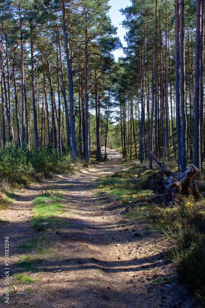 Fototapeta premium forest