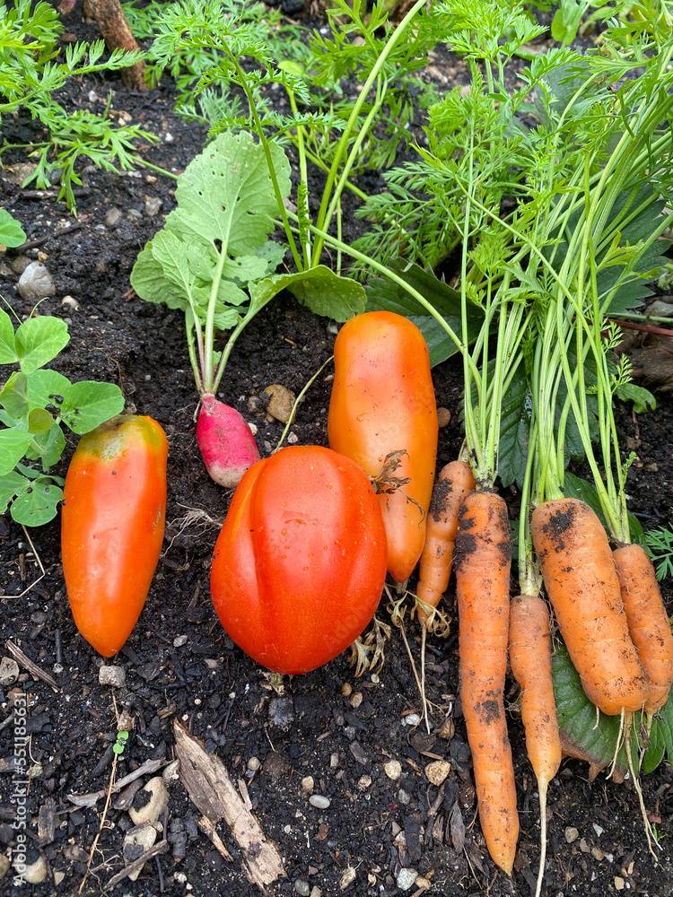 Urban gardening in the city on balcony or terrace with vegetables: tomato, salad, radish, carrot and chard. Vegan nutrition and healthy food for a Sustainable lifestyle Urban gardening in the city on balcony or terrace with vegetables: tomato, salad, radish, carrot and chard. Vegan nutrition and healthy food for a Sustainable lifestyle
