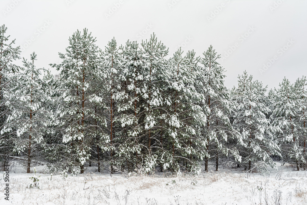 Lots of snow on the pine branches. View of the snowy forest from young pines. Winter landscape background on a cloudy day