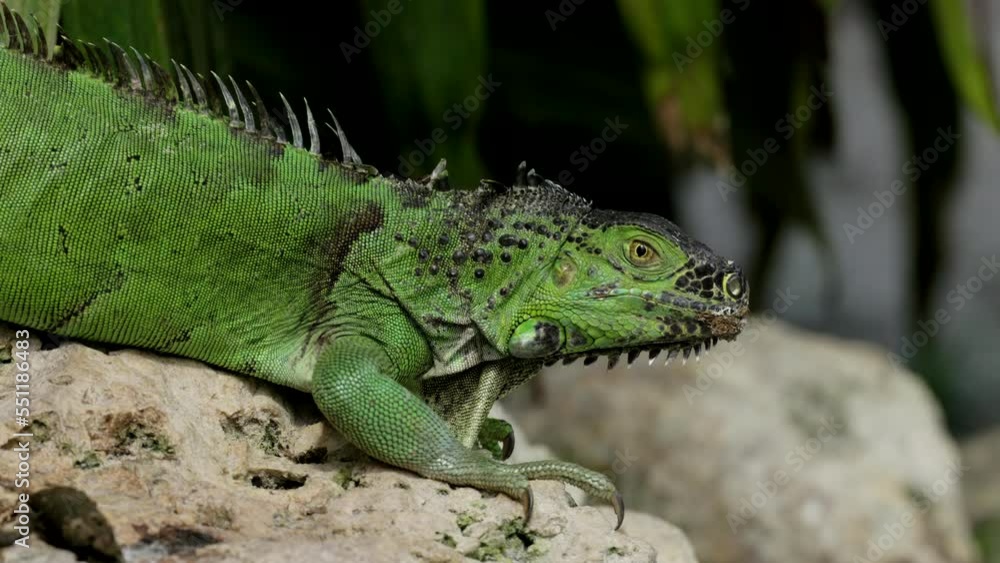 a close up of an invasive green iguana on a rock in a wildlife park at fort lauderdale of florida, usa a close up of an invasive green iguana on a rock in a wildlife park at fort lauderdale of florida, usa