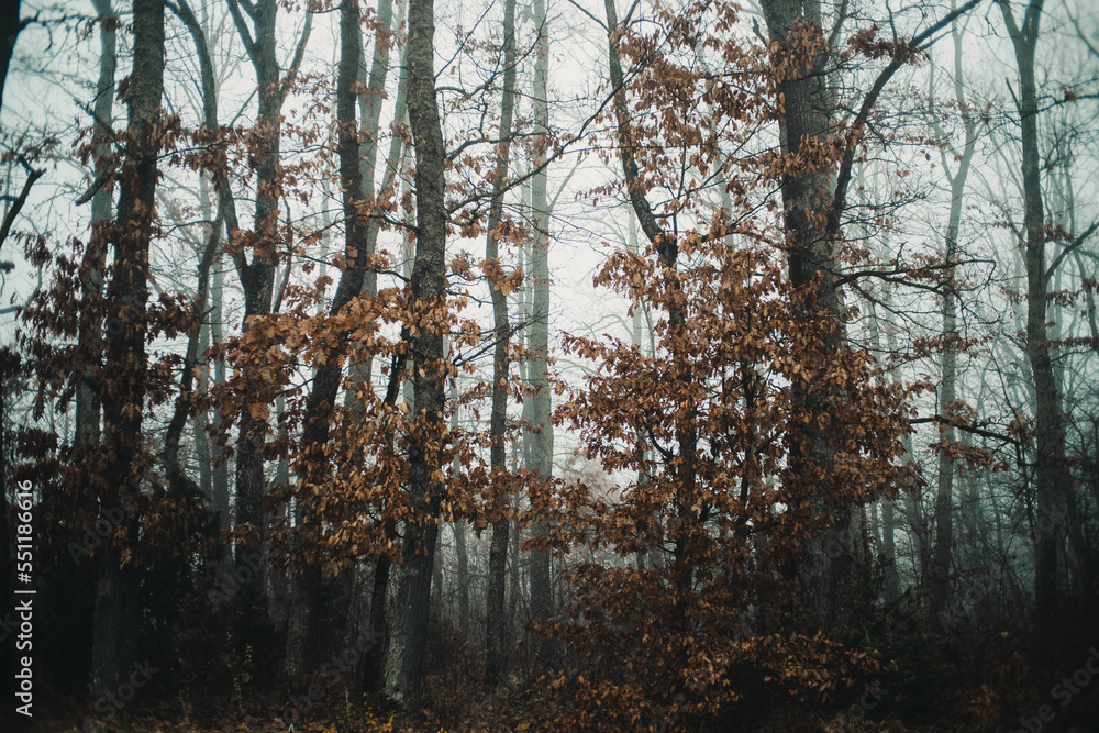 Spooky looking fog covered forest in autumn Spooky looking fog covered forest in autumn