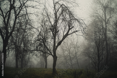 Spooky looking fog covered forest in autumn © Nikola