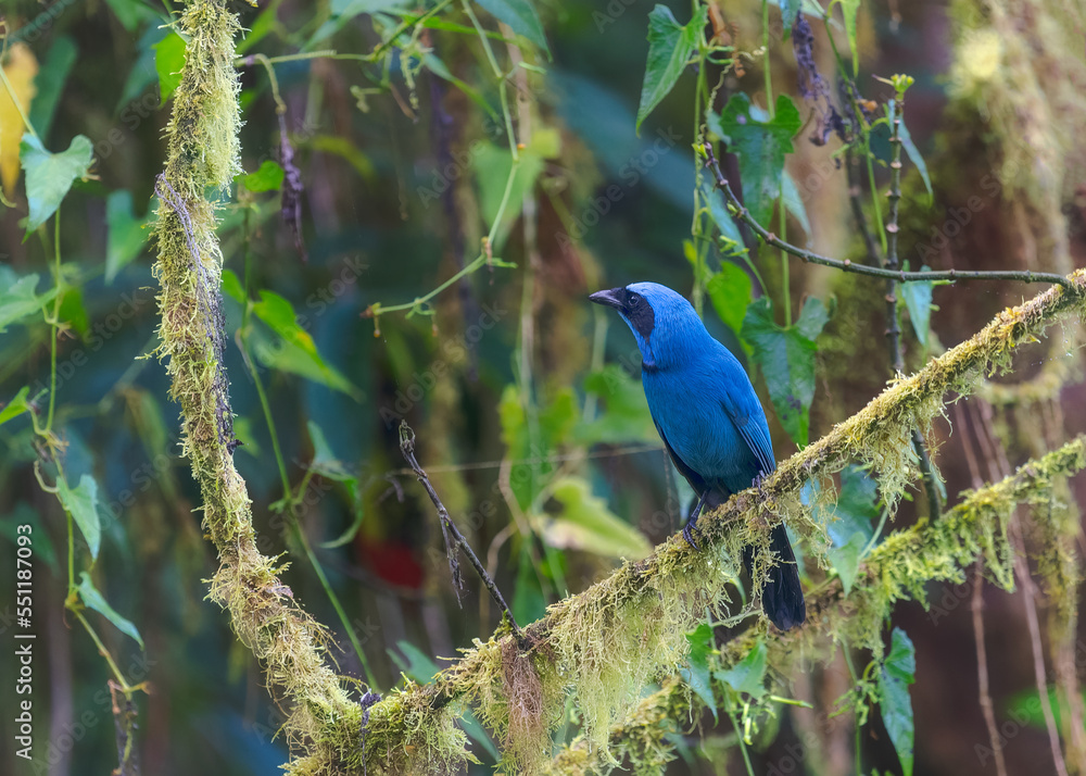 Fototapeta premium Turquoise Jay, passeriformes