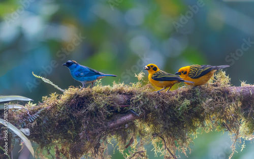 Golden tanager and Golden-naped Tanager, passeriformes
 photo