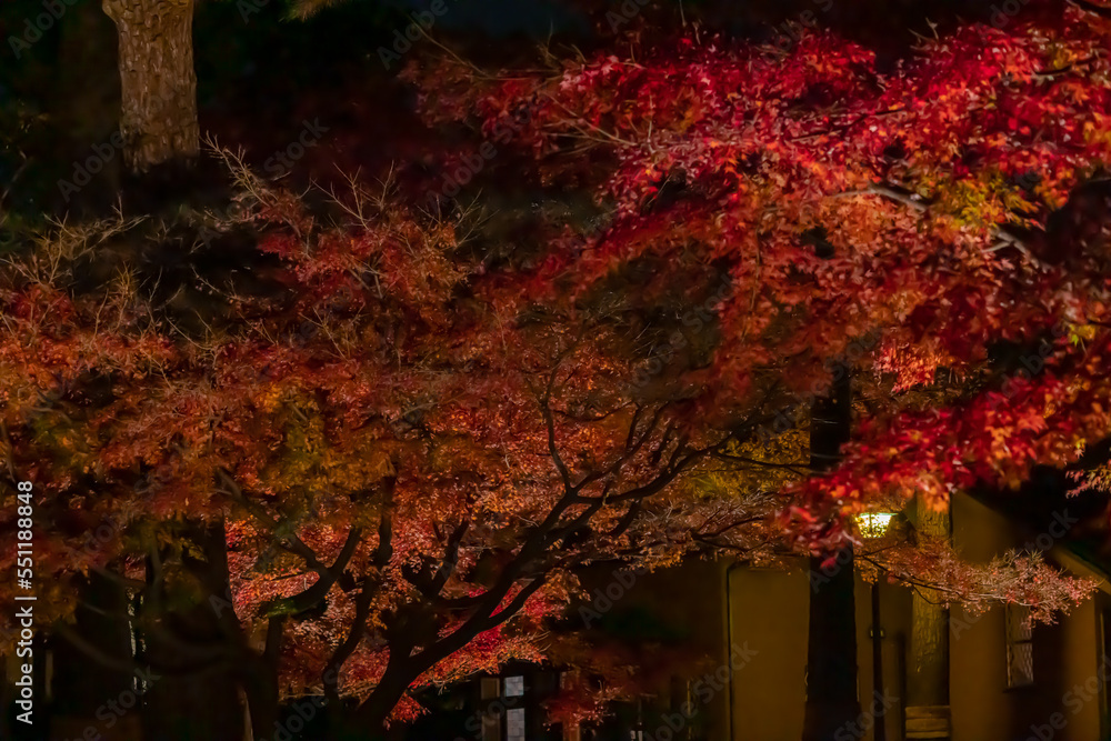 Fototapeta premium 東京都/杉並/紅葉