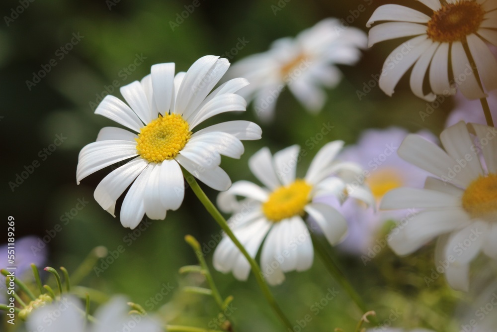 Beautiful White Swan River Daisies Beautiful White Swan River Daisies