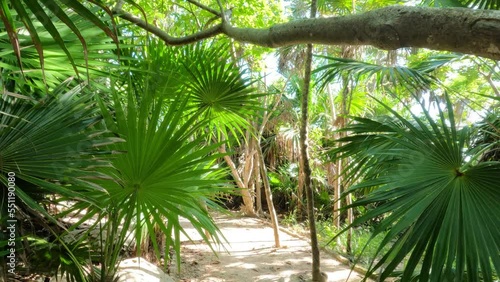 Walk through the colorful jungle in the archaeological zone of Tulum, Mexico. Caribbean coast. Steadicam slow motion footage.