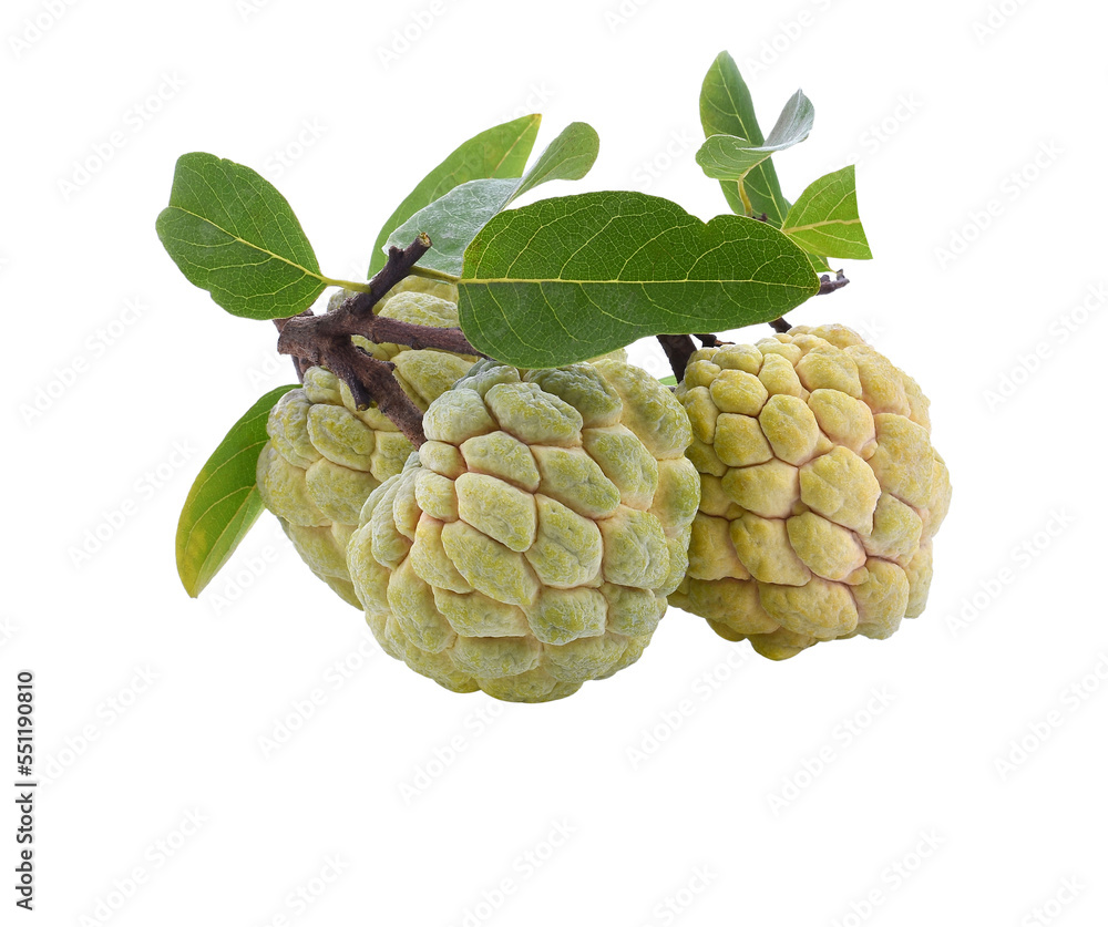 Fototapeta premium Sugar apple or custard apple isolated transparene png