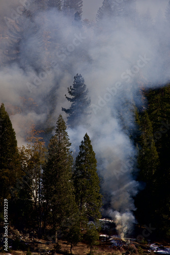 smoke from a controlled burn amongst the trees near shaver lake, california