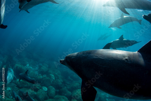 dolphin © 敏治 荒川
