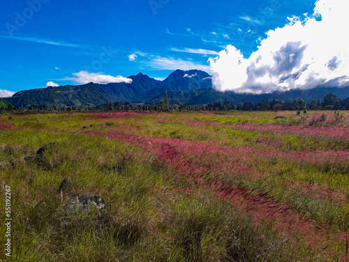Purple Grass Volcano