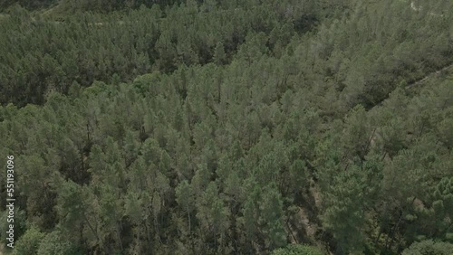 Aérea ascendente en bonito bosque de pinos , Galicia , España photo