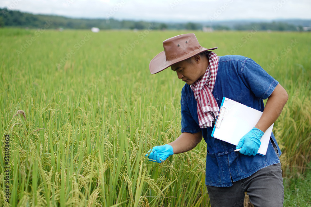 Asian farmer wears hat, blue shirt and gloves, holds paper clipboard, check growth and diseases of rice plants in paddy field. Concept, Agriculture research and study to develop crops.               