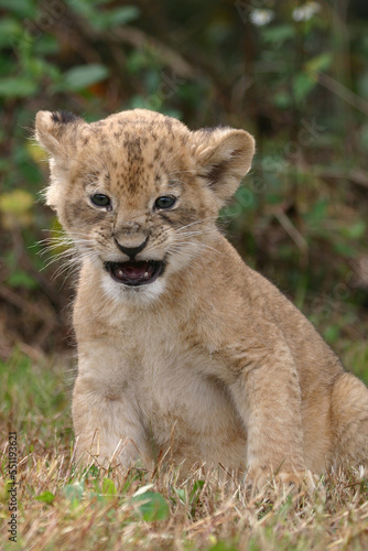 Cute young lion cub snarling