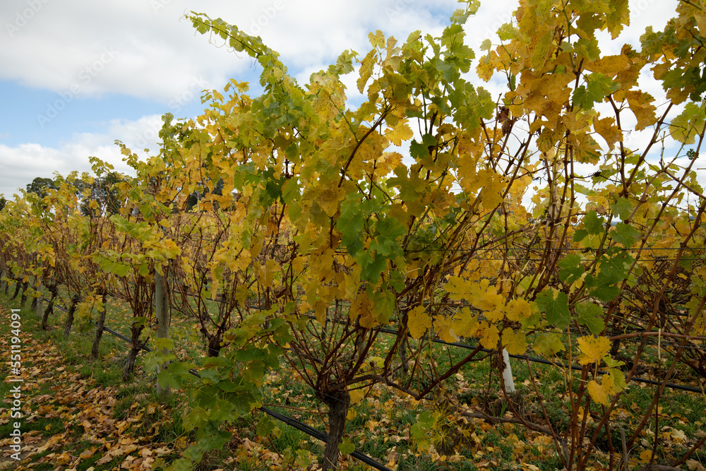 Grapevines in the Adelaide Hills.
