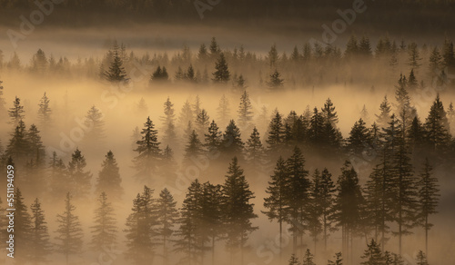foggy trees at sunrise