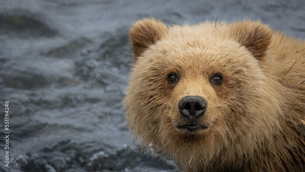 Obraz premium Baby bear