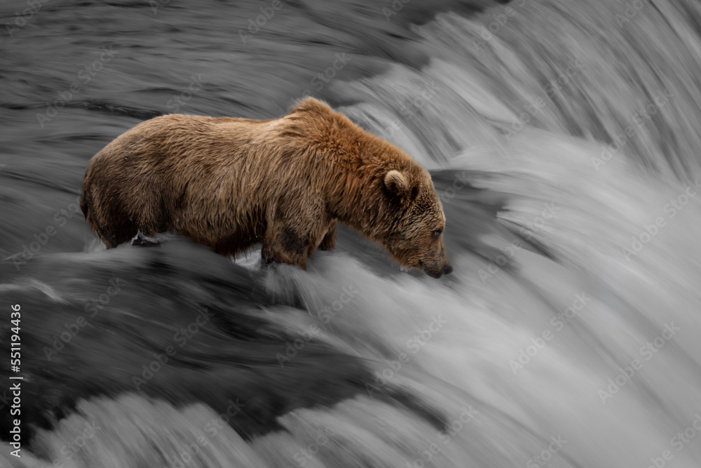Fototapeta premium grizzly bear on waterfall