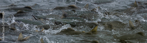 Photos Salmon migrating