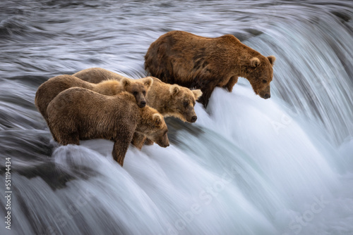 grizzly bears on waterfall photo