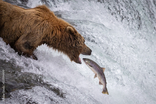 Grizzly bear catching salmon