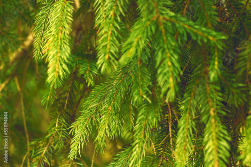 Fir branches green spruce. Close up. Spruce needles. Fluffy Christmas tree spruce.