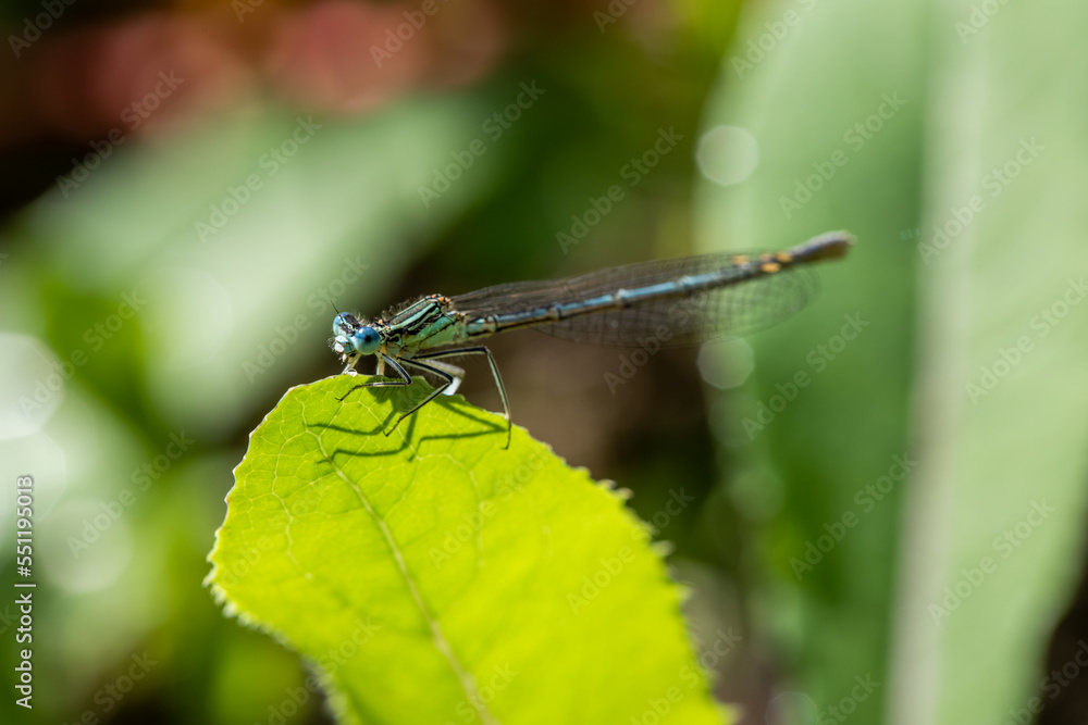 Enallagma cyathigerum (common blue damselfly, common bluet, or northern bluet)