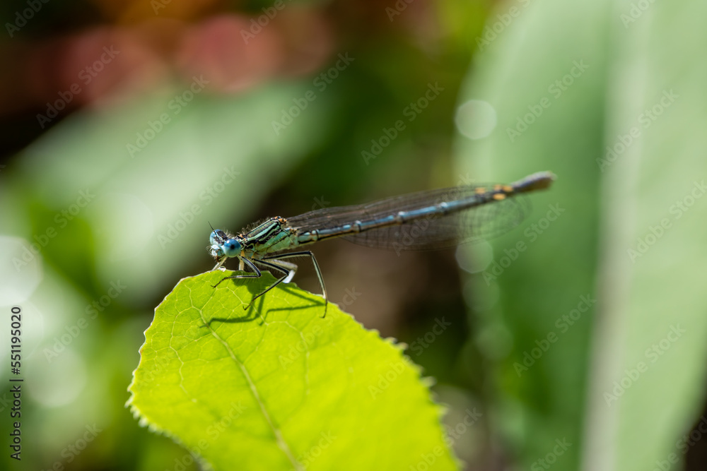 Enallagma cyathigerum (common blue damselfly, common bluet, or northern bluet) Enallagma cyathigerum (common blue damselfly, common bluet, or northern bluet)