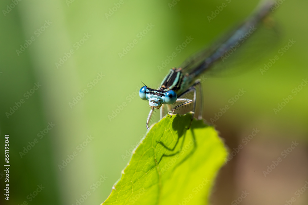 Enallagma cyathigerum (common blue damselfly, common bluet, or northern bluet) Enallagma cyathigerum (common blue damselfly, common bluet, or northern bluet)