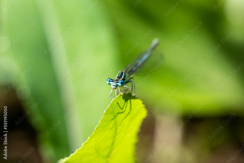 Enallagma cyathigerum (common blue damselfly, common bluet, or northern bluet) Enallagma cyathigerum (common blue damselfly, common bluet, or northern bluet)