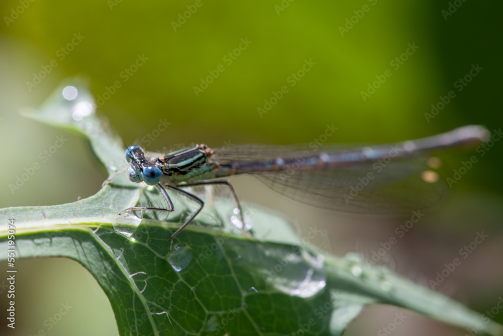 Enallagma cyathigerum (common blue damselfly, common bluet, or northern bluet) Enallagma cyathigerum (common blue damselfly, common bluet, or northern bluet)