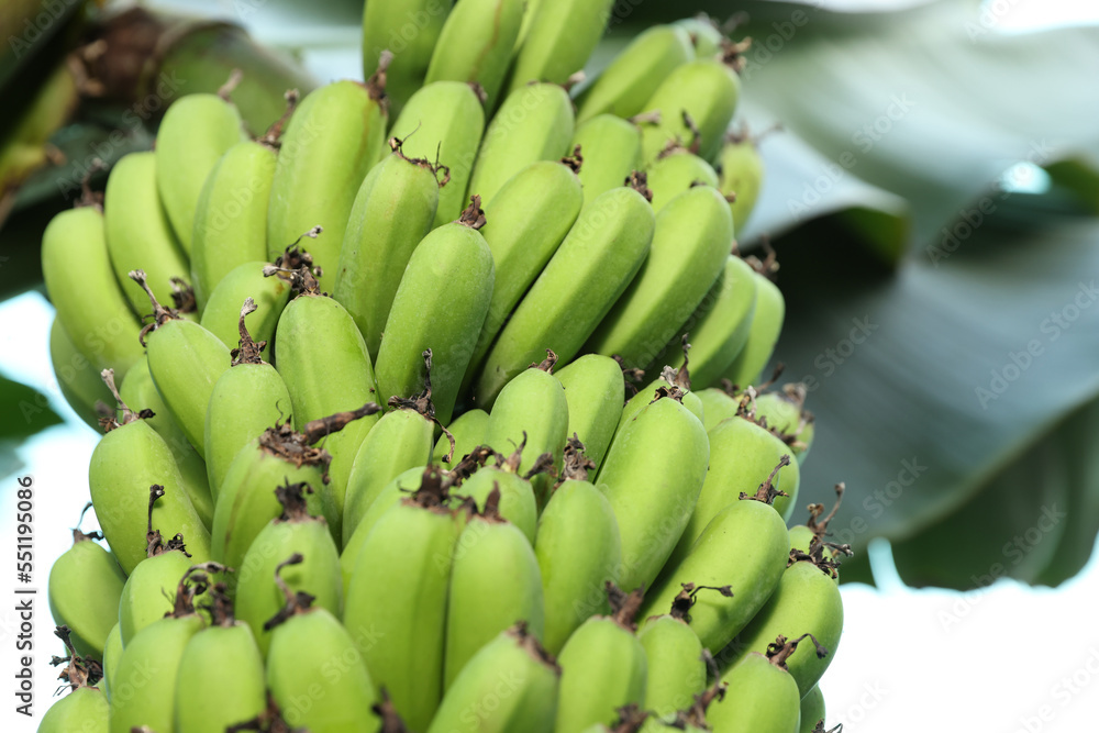 Unripe bananas growing on tree outdoors, closeup view. Space for text