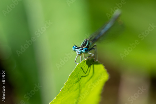 Enallagma cyathigerum (common blue damselfly, common bluet, or northern bluet)