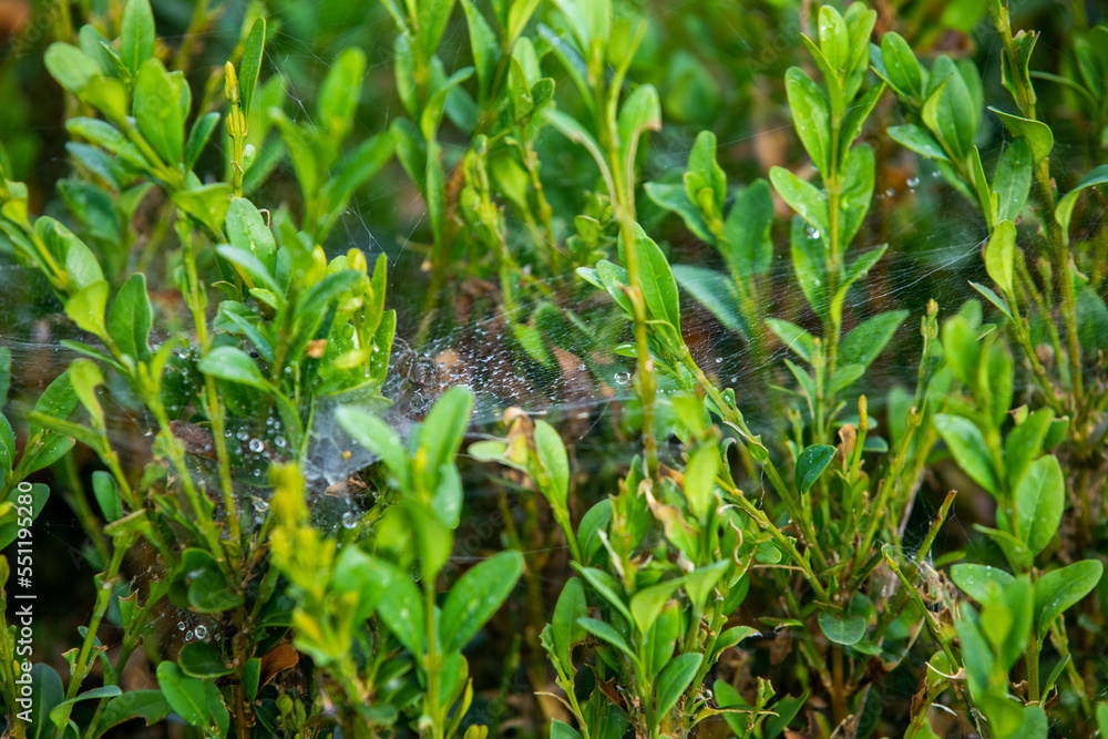 Fototapeta premium Habitat for insects, wildflowers and herbs in rural garden.