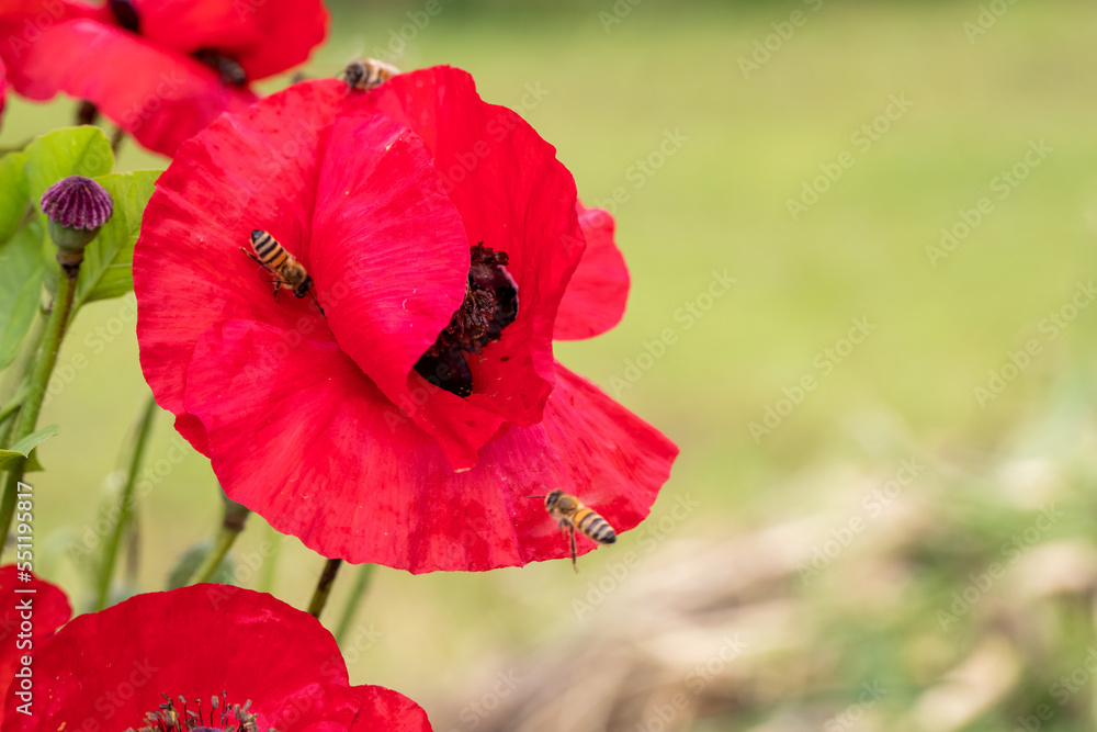 Fototapeta premium Bees on red common poppy, collecting pollen