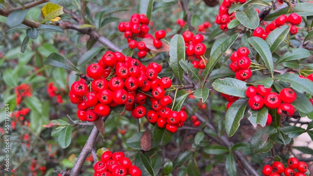red berries on a bush red berries on a bush