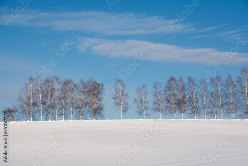 雪の丘の白樺並木と青空  © kinpouge