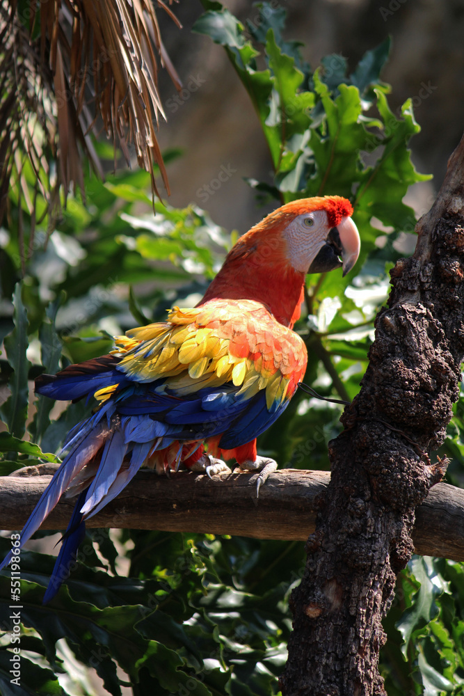Obraz premium bird of mexico city