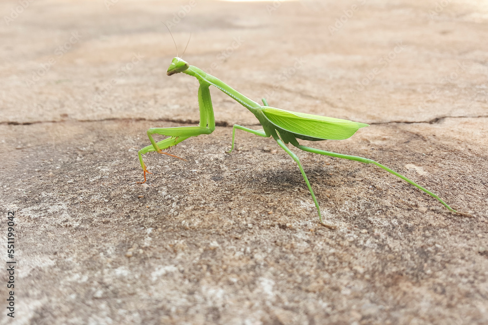 Bright green insect, named after a praying mantis, landed on the cement sidewalk. Bright green insect, named after a praying mantis, landed on the cement sidewalk.