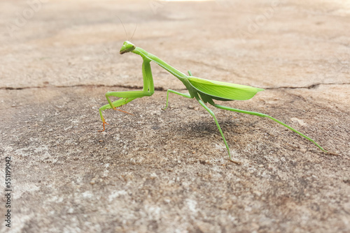 Bright green insect, named after a praying mantis, landed on the cement sidewalk.