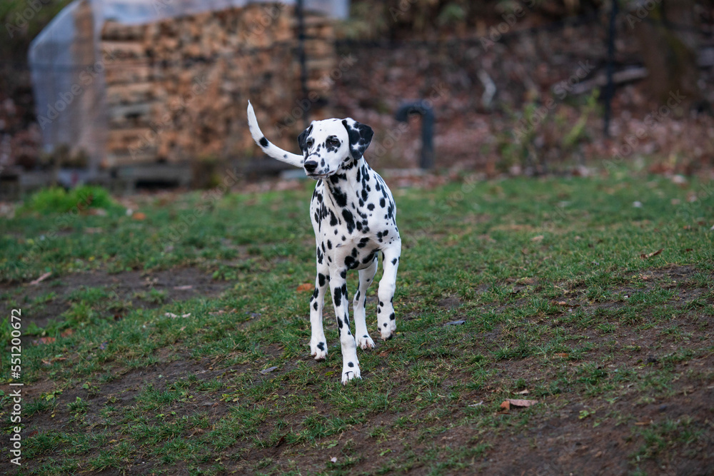 dalmatian dog sitting on a rock