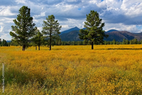 A sea of yellow wildflowers at Buffalo Park, Flagstaff, Arizona. Mountains and pine trees are in the picture and clouds fill the sky.