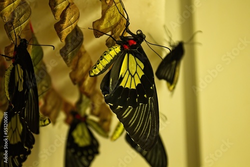Just hatched Common Birdwing, Troides rhadamantus, butterfly, waiting for wings to dry. photo