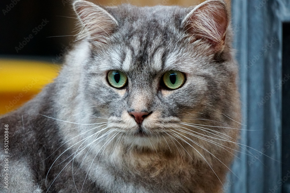 Close up of Milo the Siberian cat.